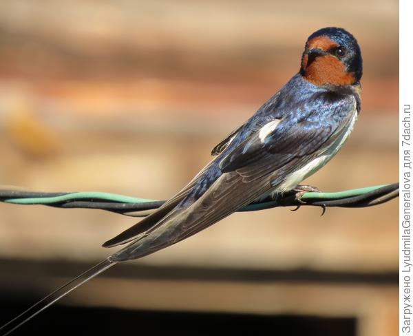 С  "загорелой" мордахой - это ласточка деревенская.