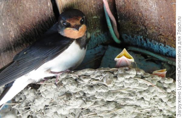 Смотрит прямо в объектив. Всё, всё.. Ухожу! Не тревожься, мамочка.