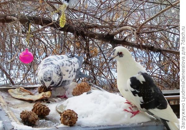 Голубям шишки и даром не нать,