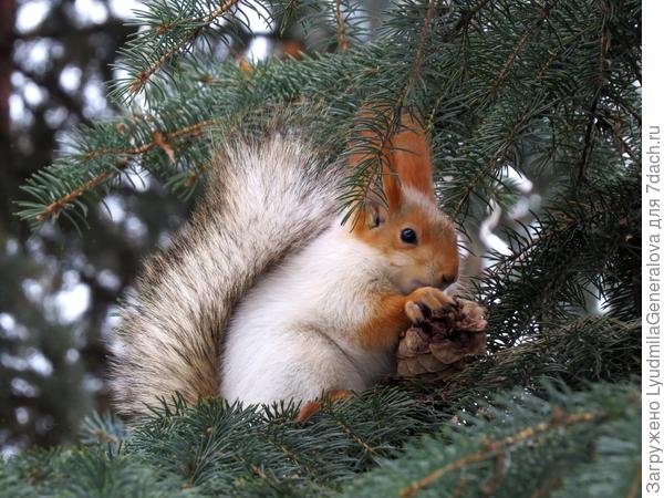 Зато для белок кедровые орешки лакомство. Опять не удержалась - "набила" с полсотни кадров и на видео сняла. Беседовали с ней "тет-а-тет", некоторые и кадрировать не надо. Белка сидела в полутора метрах и так ловко добывала орешки, что я невольно позавидовала её зубам.