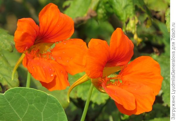 Настурция  - огонь!