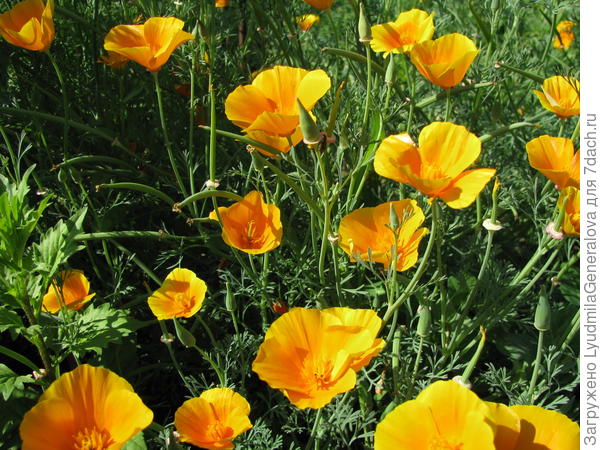 Фонарики эшшольции