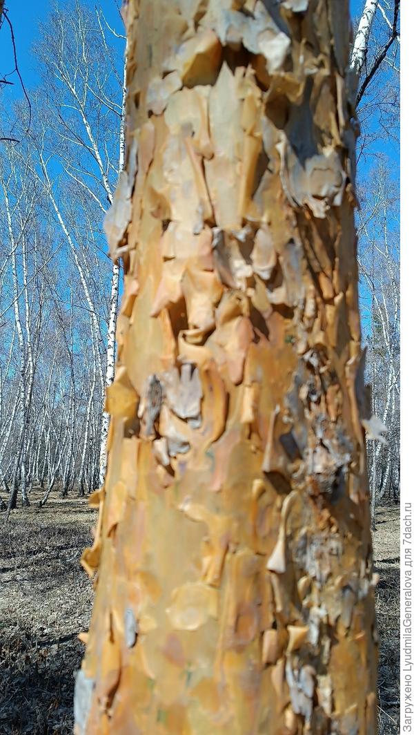 Так выглядит ствол  от  "границы" с корой до самой кроны.
