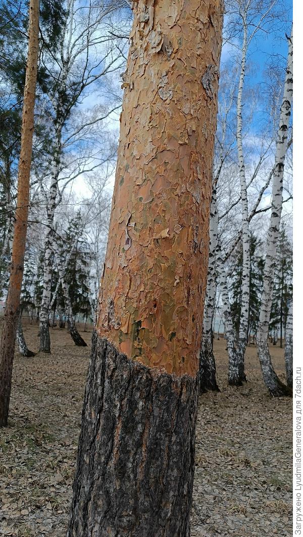 Две сосны с такими необычными столами