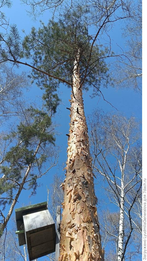 Очень высокая стройная сосна в березовом лесу, Верх ствола светлый чешуйчатый, от основания - метровый слой жесткой коры.