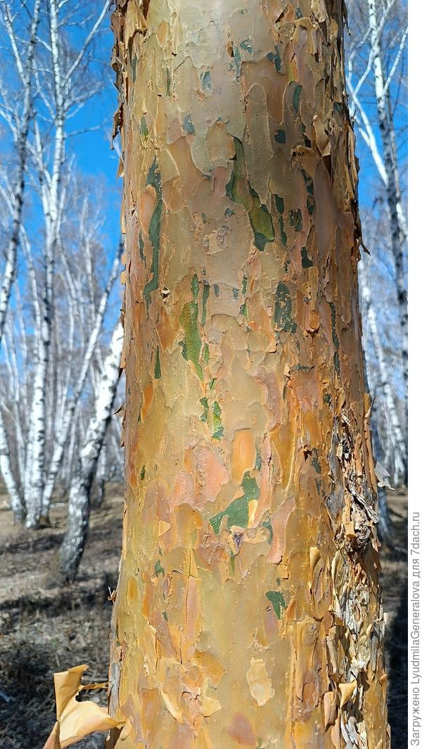 Под чешуйчатым слоем - зеленый ствол