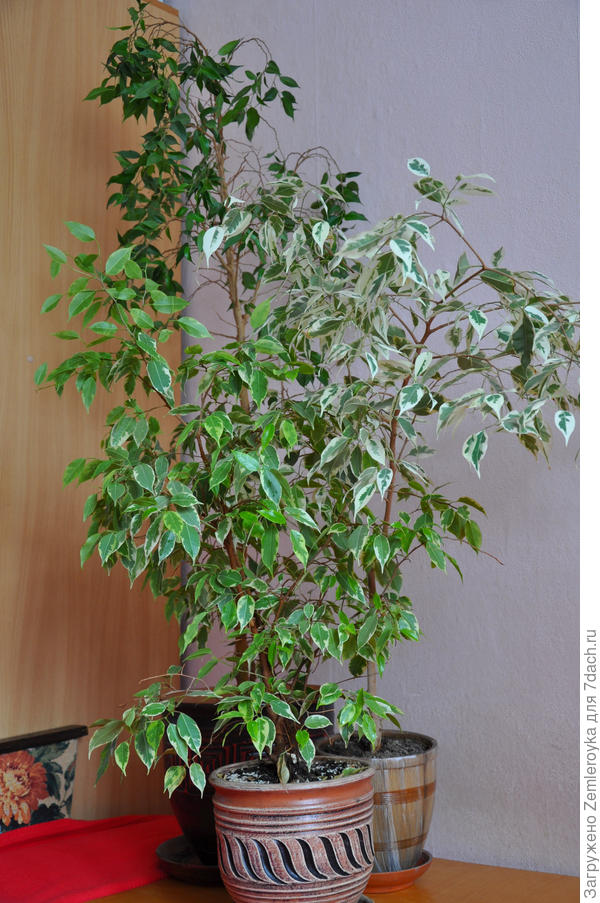 Фикусы