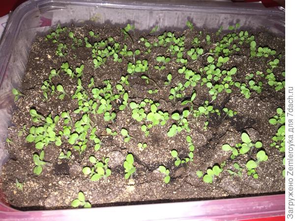 Душистый табак