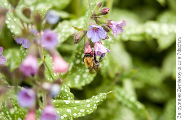 Медуничная вкуснятина