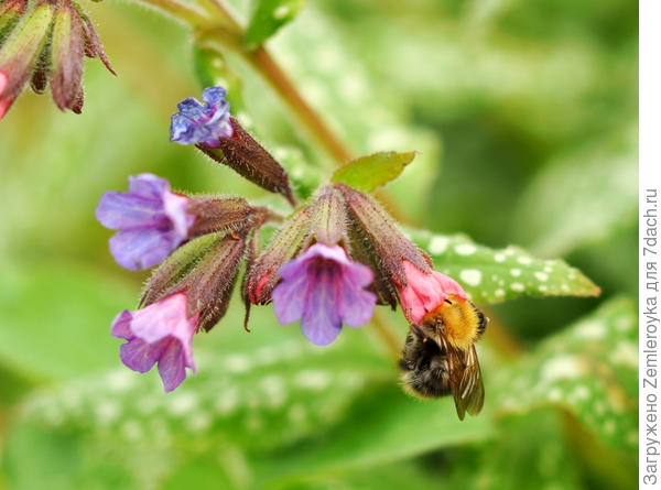 Держится лапками