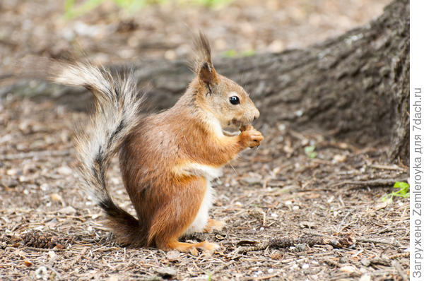 Осмелела, ест