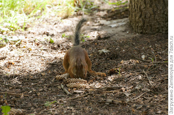 Излишки надо припрятать на чёрный день