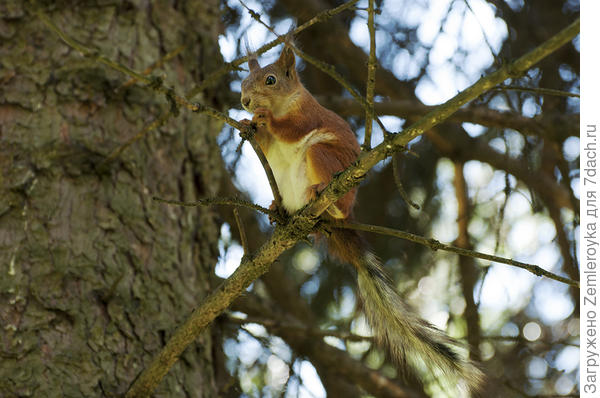 Приманиваю орехами. Не обращает внимания - заелась)