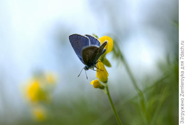 Сегодняшняя фотоохота