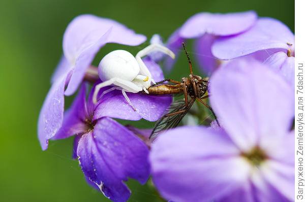 Выживает хитрейший
