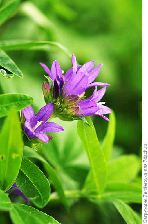 Без названия