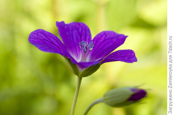 Герань луговая