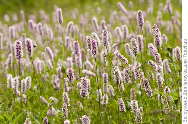 Горец змеиный