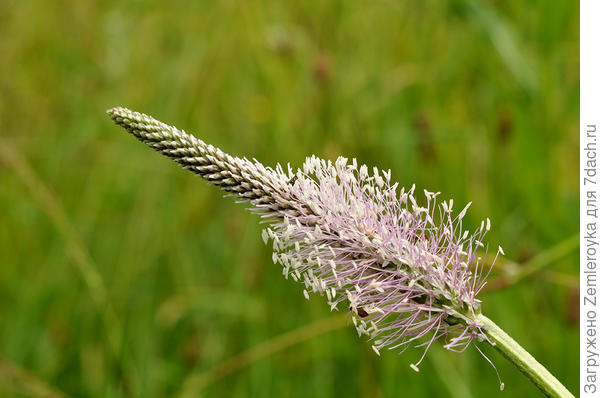 Думаю, что один из видов подорожника, но могу ошибаться)