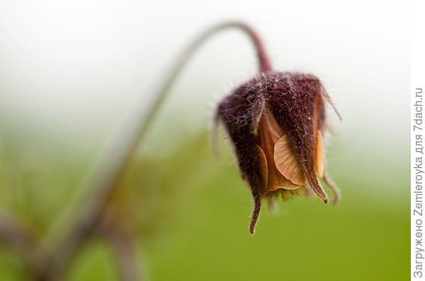 Гравилат речной