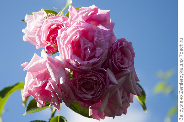 Ваши любимые розы))))