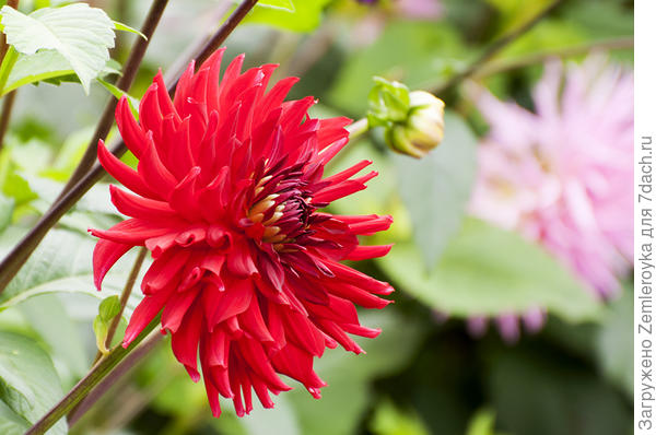 Аленький, осенний цветочек для нашего админа!