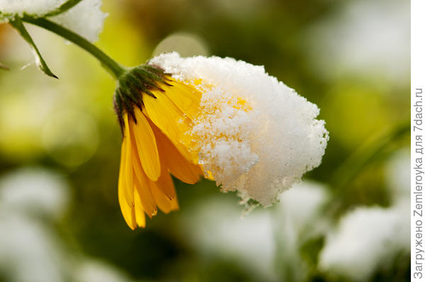 Последний цветочек для тебя!