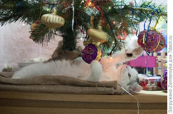 Развлекается