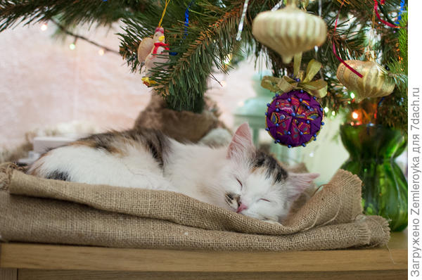 Сейчас это любимое место для сна