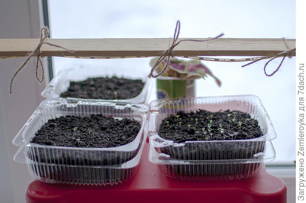 Клубники-земляники: Руяна, Красная варежка, Грандиан