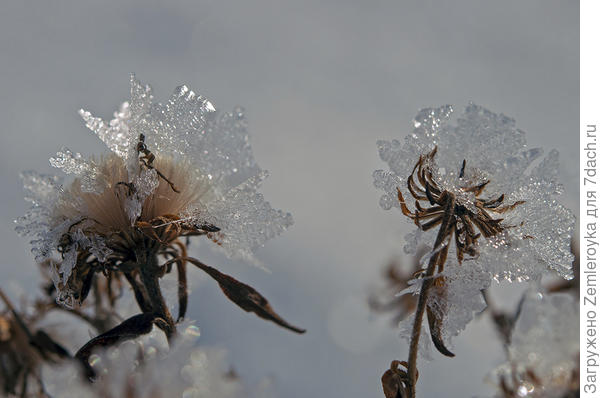Для Оли, которая замечает красоту в мелочах