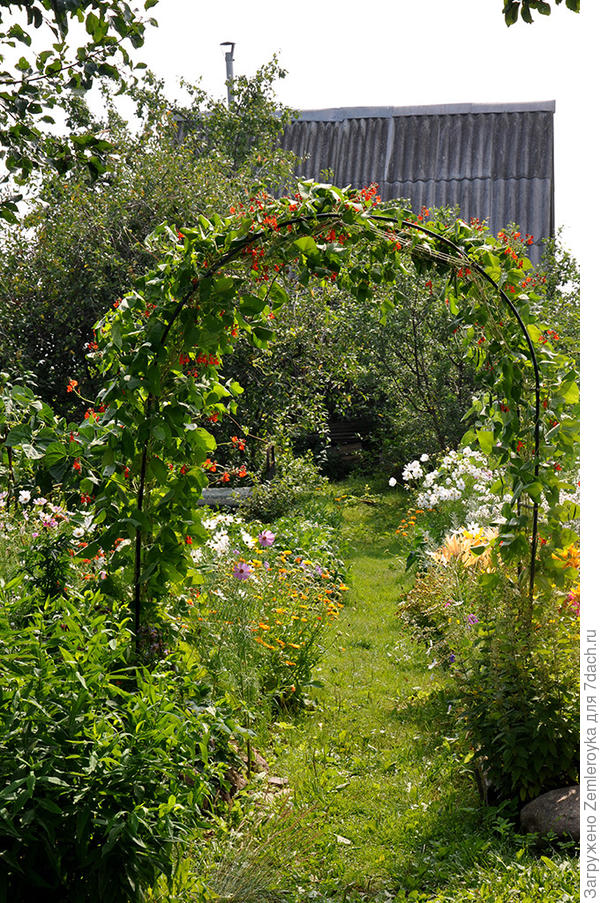 Огненно-красная фасоль