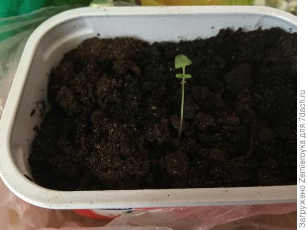 Лаванда Южанка