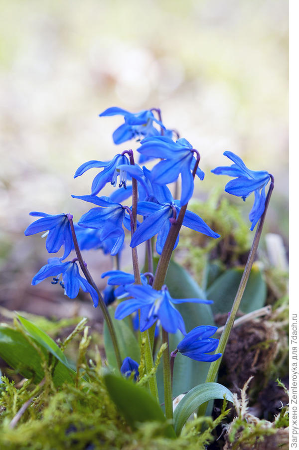 Первоцветы для Светы:)