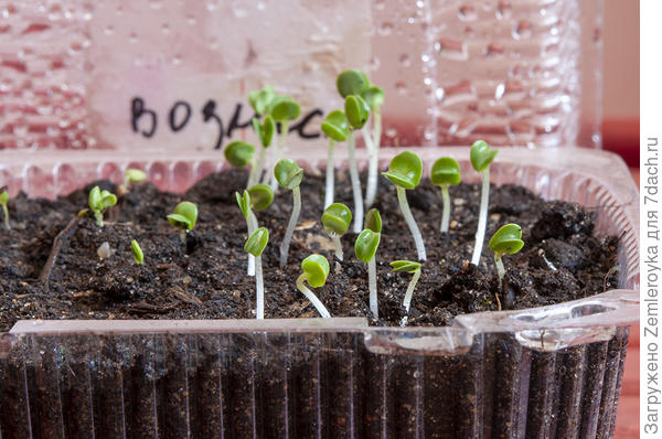 Шалфей Вознесенский от Бернаты