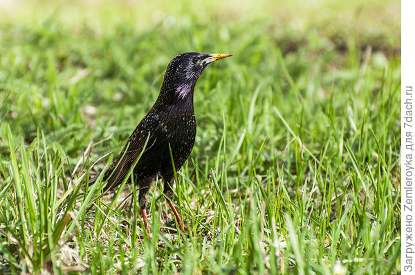 Столичный житель