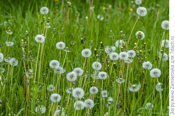 Пушистое на изумрудном)))