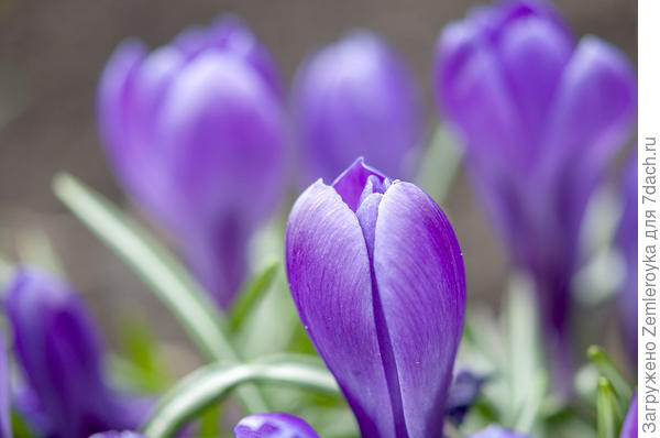 Для землячки!