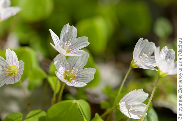 Кислица в цвету