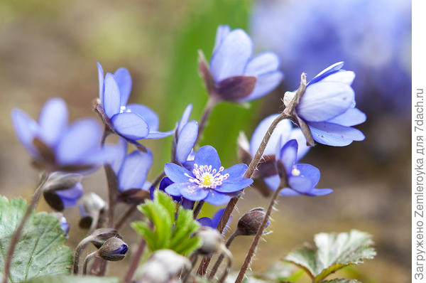 Печёночница