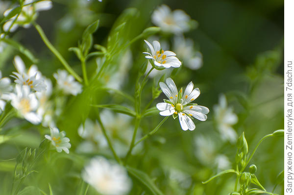 Для Константина