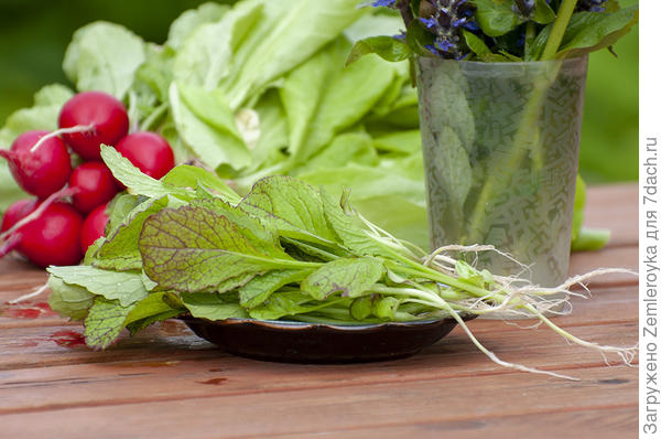 Горчица салатная Красная горка