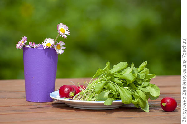 Кресс-салат Витаминчик