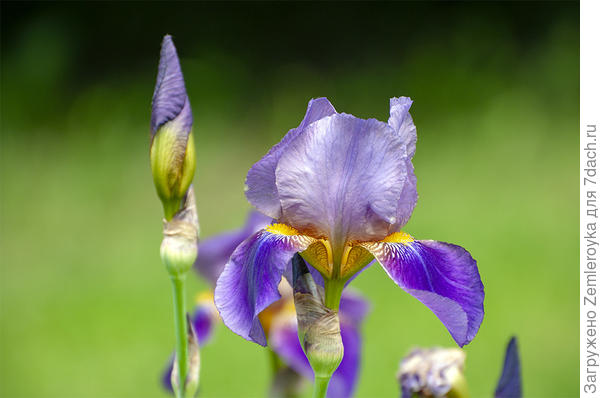 Для Катеринки