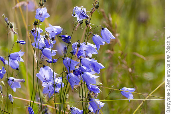 Для Николая