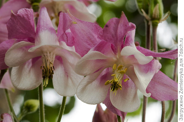 Для девочек!