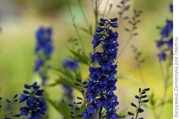 Для Вербены