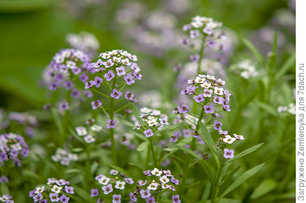 &quot;Сиреневое облако&quot;