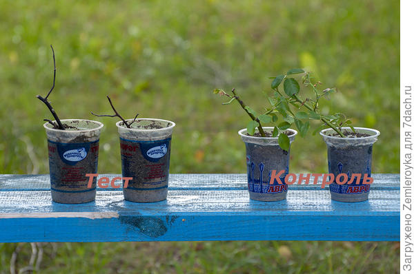 Тестирование Корнероста