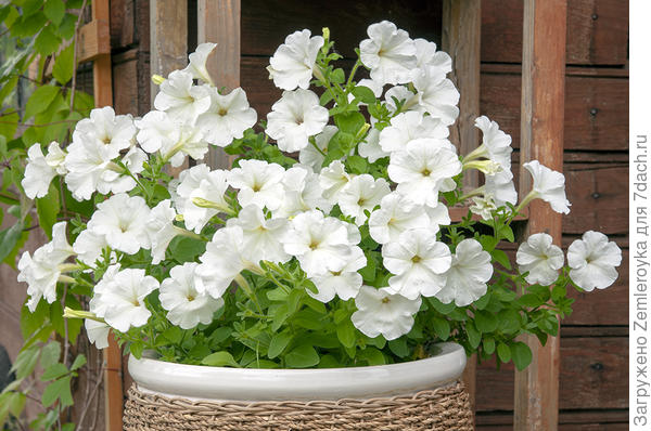 Один кустик (без ухода, только полив)